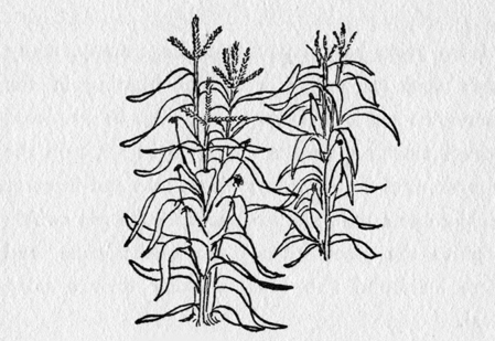 drawing of corn