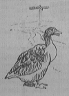 A goose stands by the side of a road. A road-sign in the background forms the letter T (Illuminated capital for The).