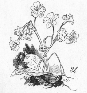 Small flowering plant.