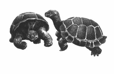 two tortoises