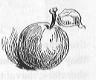 Apple.