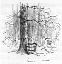 Maple trees with buckets.
