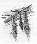 Herbs drying, bunched and hanging from a rafter.