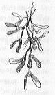 Sprig of mistletoe.
