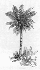 Coconut palm tree.
