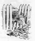 Cow poking its head through the picket fence to eat some flowers.