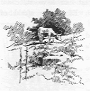 Cow in pasture.