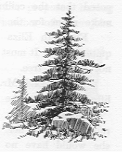 Evergreen tree growing outside.