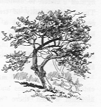 Tree.