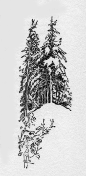 Pine trees.