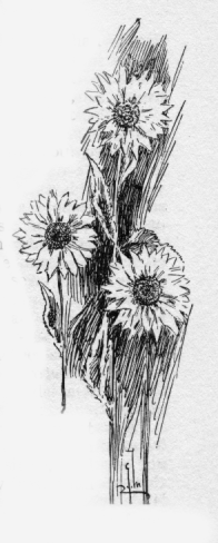 Sunflowers.