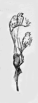 Flock of song birds perched on a branch.