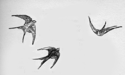 Flock of swallows.