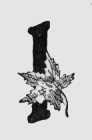 Maple leaf. I (illuminated capital for it)