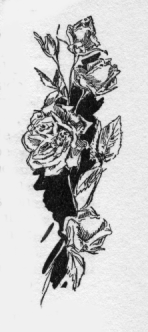 Roses in bloom.
