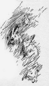 Rabbits in a field.