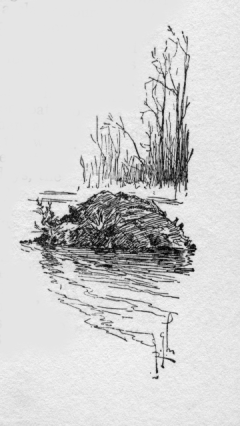 Musquash (AKA muskrat) nest.