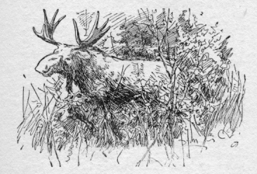 Bull Moose.