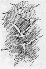 Flock of sea-gulls.